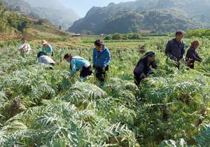 Venta caliente Extracto de alcachofa de Vietnam a granel Polvo marrón de Vietnam (Cynarin > 2,5%; Ácido clorogénico> 0,6%) Material - Product Image 6