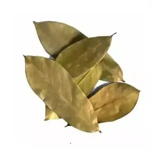 Vietnamese Dried Soursop Leaf - Dried Graviola Fruit Leaves For Tea