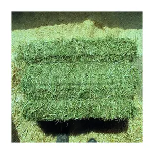 Alfalfa Hay at very cheap price / Quality Rhodes Grass Hay Alfalfa Alfafa Hay Animal Feeding Stuff Alfalfa, hay/alfalfa hay pell