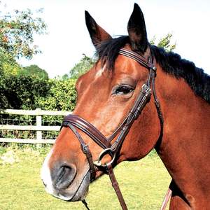 Brida de cuero para caballo con acolchado Flash SidePull, nueva, de alta calidad, en negro, tamaño y logotipo personalizables, venta al por mayor - Product Image 1