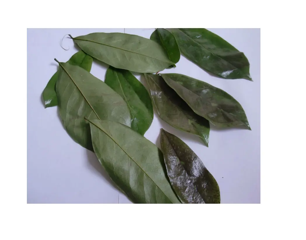 Dried Soursop Graviola Leaves - Hot Sale From Vietnam With Premium Quality And Good Price