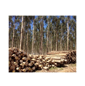Troncos Redondos de Madera de Eucalipto Secados al Aire - Para Manualidades, Trabajos de Madera y Proyectos de Bricolaje - Product Image 4
