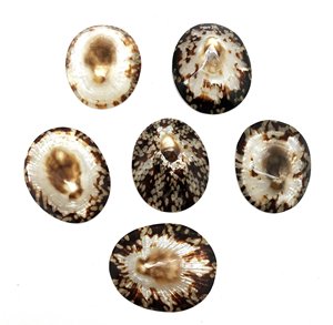 เปลือกปากเป็ดแบบเวียดนามสำหรับงานศิลปะสร้างสรรค์งานหัตถกรรมและส่งออกจำนวนมาก - Product Image 1