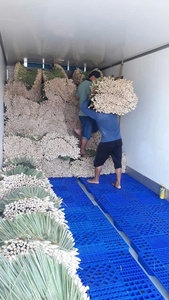 Vente en gros de citronnelle fraîche 100% sans taxe en provenance du Vietnam, produit agricole de qualité supérieure - Product Image 5