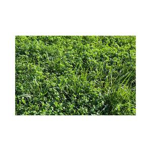 Foin d'alfalfa pour l'alimentation animale / granulés de foin d'alfalfa / foin de luzerne en balles - Product Image 4