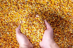 Maïs jaune sans OGM le plus vendu/maïs jaune et maïs blanc/maïs jaune séché à l'air à vendre - Product Image 2