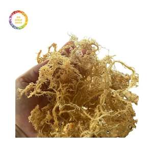 สาหร่ายมอสไอริชแห้งคุณภาพพรีเมียม จำหน่ายจำนวนมาก ราคาแข่งขันสำหรับผู้ซื้อขายส่ง - Product Image 4