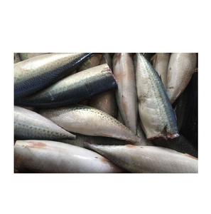 เนื้อปลาแมคเคอเรลนอร์เวย์แช่แข็งซื้อออนไลน์จำนวนมาก - Product Image 3