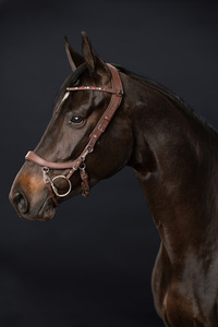 Casque anatomique, comprend des boucles de muserolle et de joues des deux côtés pour éviter l'épaisseur et la pression supplémentaires sur le poteau. - Product Image 3