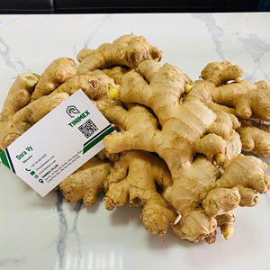 El jengibre fresco más vendido/Gingembre/ Ingwer-Jengibre amarillo estándar de exportación al por mayor (WA: + 84362512699) - Product Image 2