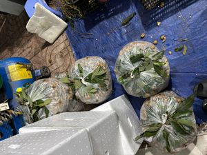 Longan vietnamita jugoso, fruta tropical fresca y dulce, venta al por mayor para mercados internacionales, calidad premium, estándar de exportación - Product Image 2