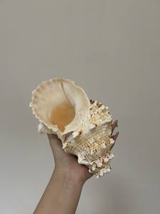 เปลือกหอยที่มีเอกลักษณ์เฉพาะตัวสำหรับปาร์ตี้ในธีมเขตร้อนของตกแต่งบ้านและเปลือกหอยที่สะอาดสำหรับเพาะเลี้ยงสัตว์น้ำขายส่ง - Product Image 6