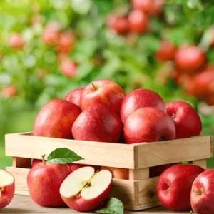 Poudre de fruit de pomme naturelle pour l'alimentation et les boissons Durée de conservation de 24 mois Approvisionnement en vrac et fabricant OEM de Bangkok Thaïlande - Product Image 6