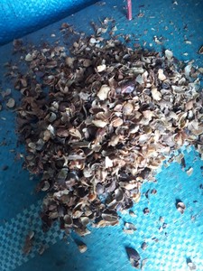 Cáscara de café de alta calidad de exportación Biomasa sostenible y asequible - Product Image 6