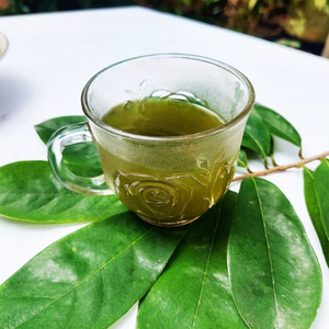 Bolsitas de Té de Hoja de Guanábana Premium y Polvo de Hojas de Graviola Secas, Precio Económico, Empaque a Granel, Vietnam - Product Image 5