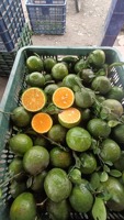 Verse groene sinaasappel uit Vietnam |   Premium citrusvruchten voor export, bulklevering - Mevr. Tarina