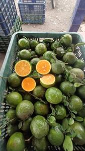 Orange verte fraîche du Vietnam |   Fruits d'agrumes de qualité supérieure pour l'exportation, approvisionnement en vrac - Mme Tarina - Product Image 3