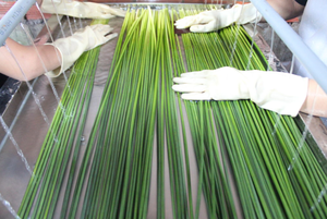 หลอดหญ้าแบบใช้แล้วทิ้ง2025หลอดหญ้าสีเขียวธรรมชาติ | หลอดหญ้าสำหรับดื่มใช้ที่บ้านร้านอาหารโรงแรม - Product Image 6