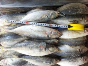 Pescado Fresco Congelado, Caballa del Pacífico de 25 cm |   BQF Atún Congelado en el Mar 425g Atún de Primera Calidad - Product Image 4