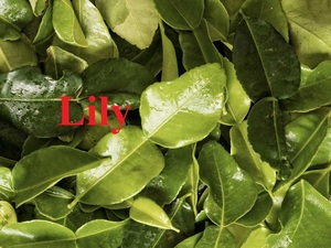 Hojas de limón secas naturales | Hierba con aroma a limón para especias y té/Lirio - Product Image 6