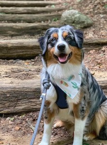 เชือกปีนเขา, ทนทาน, สายจูงสุนัข, เชือกจูงสุนัข/ตะกั่ว, สายจูงสุนัขสีสันสดใส - Product Image 3