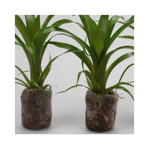 เม็ดมะพร้าวธรรมชาติเหมาะสำหรับการงอกของเมล็ดและการเจริญเติบโตของราก - Product Image 1