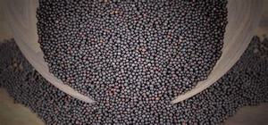 Usine meilleur prix graines de colza/graines de canola/colza avec livraison rapide - Product Image 3