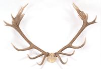 Naturellement hangar entier Red Deer Antlers à vendre/Deer Velvet-Deer Antler / Red Deer Elk Antlers à vendre