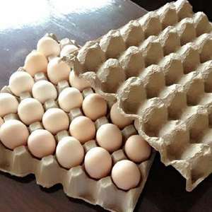 Papier de grande taille de plateau d'oeufs importé de haute qualité pour le montage économique de serre d'usine et d'agriculture-Achetez plus économisez plus! - Product Image 2