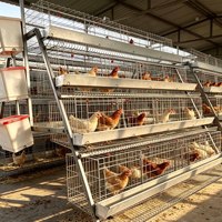 Cage à poules pondeuses de type A, équipée de tous les accessoires