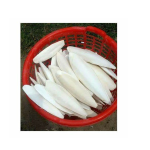 Approvisionnement en gros d'os de seiche séché du Vietnam pour l'utilisation d'aquarium de reptile d'oiseau de compagnie - Product Image 2