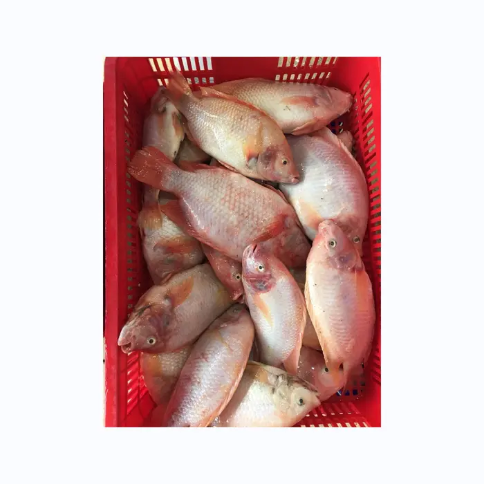 生で輸出最高品質良い価格冷凍赤ティラピアまとめて輸出良質シーフード新鮮冷凍赤ティラピア魚