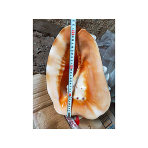 Conchas de cauri blancas naturales para la fabricación de joyas y la decoración del hogar, conchas marinas al por mayor a granel para manualidades y proyectos de bricolaje - Product Image 4