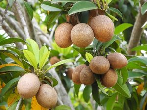 Fruta Tropical Vietnamita de Sapodilla Congelada para Smoothies y Postres - Product Image 2