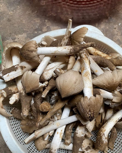 เห็ดปลวกแห้ง / เห็ดป่าธรรมชาติ - Product Image 1