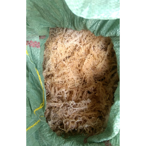 Cartílago seco vegetal marino natural adecuado para cocinar en todas las estaciones ideal para Fideos de sopa y arroz con buena masticación - Product Image 5