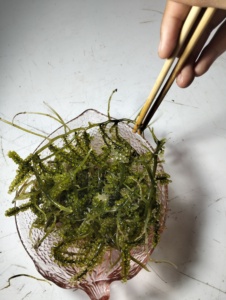 Uvas de Mar Verdes Frescas, Algas Comestibles 100% Naturales, Conservadas en Frío, Proveedor de Mariscos Saludables - Product Image 2