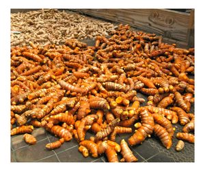 Cúrcuma orgánica natural de proveedor mayorista a granel, dedo de cúrcuma seca entera amarilla orgánica Longa - Product Image 1