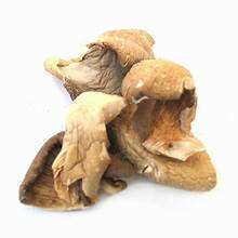 SETA DE OSTRA SETA SEDA PREMIUM ETIQUETA LIMPIA PRODUCTO DE APOYO INMUNE A BASE DE PLANTAS - Product Image 6