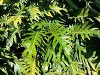 Planta Philodendron Xanadu Waterfall - Diseño Moderno para Exteriores, 50 cm de Altura