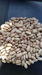 Frijoles Orgánicos Secos de Primera Calidad a Granel 25 kg Bélgica - Product Image 3