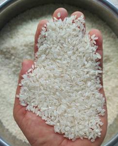 #1 Arroz Calrose-Arroz de grano medio premium-Arroz Camolino - Product Image 1