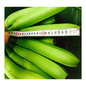Green Cavendish Banana Fresh-Banane verte fraîche pour l'exportation-Fruits et légumes frais du Vietnam de haute qualité - Product Image 6