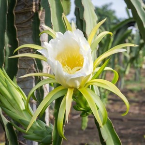 Poudre de fleurs de fruit du dragon séché de haute qualité, traitement brut, thé minceur à prix abordable - Product Image 1