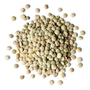Lentilles séchées en vrac de qualité supérieure à haute teneur en protéines pour les entreprises de transformation alimentaire - Product Image 5
