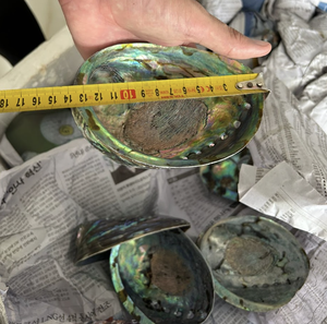 Concha de Abulón de Alta Calidad Producida en Vietnam con Conchas Marinas Naturales para Artesanías y Componentes de Joyería - Product Image 3