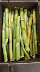 Caña de azúcar verde orgánica cosechada salvaje, etiqueta limpia fresca y de alta calidad, sin OGM - Product Image 4