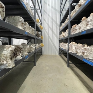 Contenedor Vertical de Alta Producción para el Cultivo de Hongos, para la Producción a Gran Escala de Hongos Melena de León y Ostra, con Rápido Retorno de la Inversión - Product Image 6