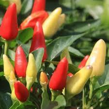 2,000 เมล็ดหายาก Cayenne พริกเมล็ดร้อนเครื่องประดับดองพริกออร์แกนิก Ata ขายปลีกที่ยั่งยืนขายส่ง