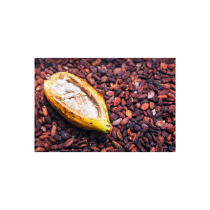 Wholesale High Quality Cocoa <b>Beans</b>/ <b>Cacao</b> <b>Beans</b> - Product Image 6